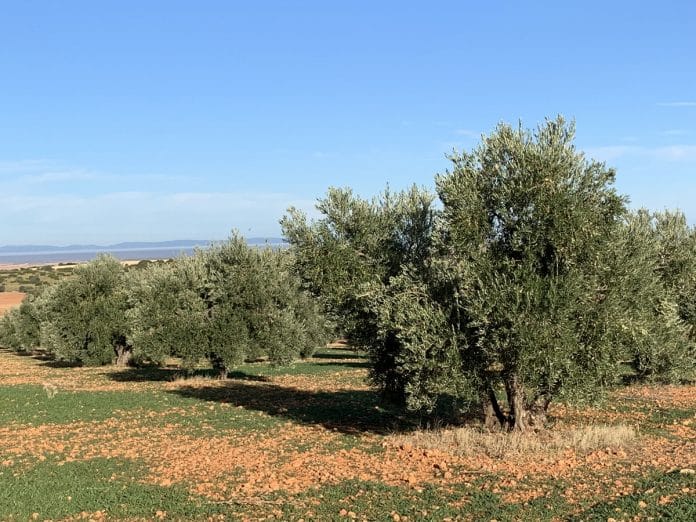 5 Medidas clave para asegurar la viabilidad y el futuro prometedor del sector del aceite de oliva