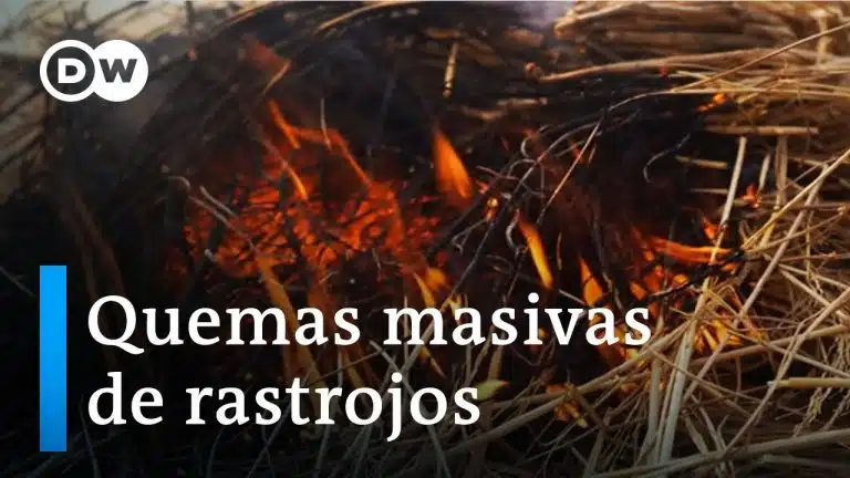 Descubre cómo la agricultura sostenible permite a los agricultores aprovechar los residuos vegetales