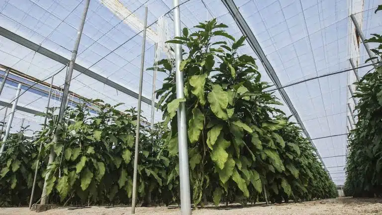 Descubre cómo la agricultura en invernaderos puede ser una opción sostenible para el futuro