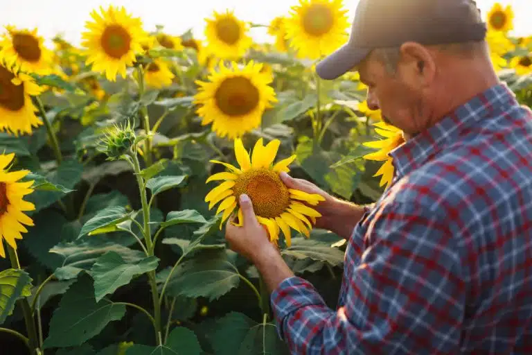Descubre cómo multiplicar por cuatro la producción actual de pipa de girasol y maximizar tus ganancias