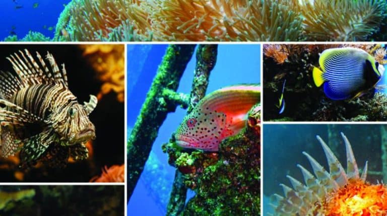 Descubre la vital importancia de los ecosistemas marinos en lo económico, cultural y medioambiental