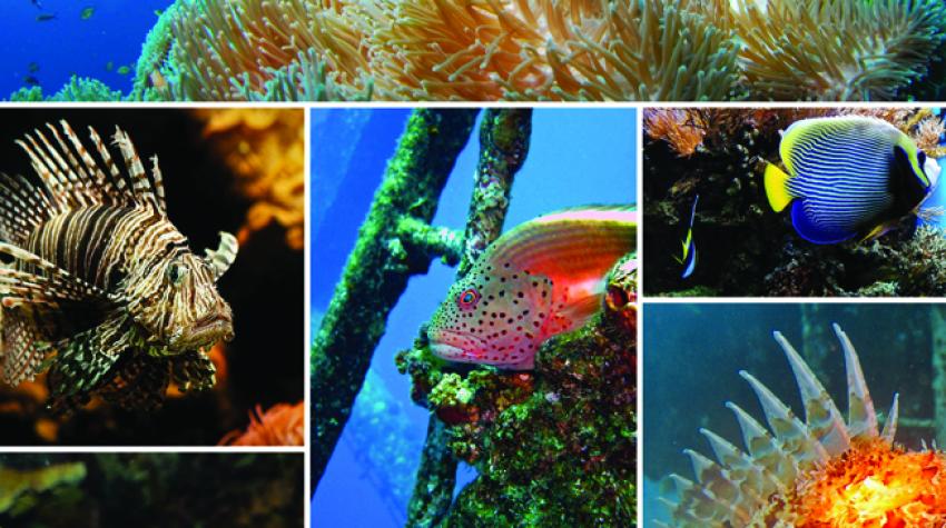 descubre la vital importancia de los ecosistemas marinos en lo economico cultural y medioambiental