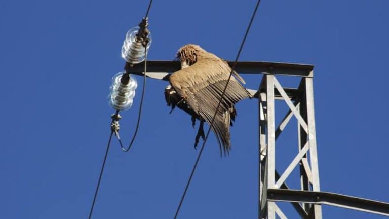 El impacto de los tendidos eléctricos en las aves: ¿cómo podemos protegerlas?