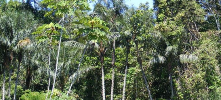 Fondo Verde otorga 28 millones a Colombia para combatir la deforestación en la Amazonía: Un paso crucial hacia la protección del pulmón del planeta