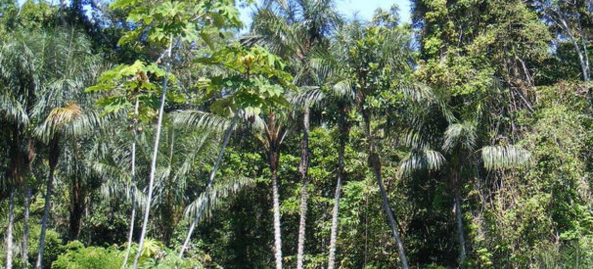 fondo verde otorga 28 millones a colombia para combatir la deforestacion en la amazonia un paso crucial hacia la proteccion del pulmon del planeta