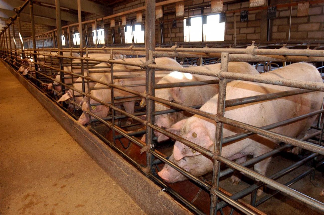 ganaderia intensiva el reto ambiental del sector porcino y como enfrentarlo
