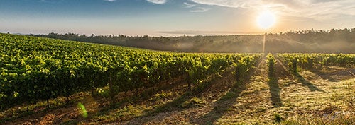 Gobierno aprueba medidas extraordinarias de 90 millones de euros para sector vitivinícola: ¡impulsando el mercado y protegiendo la calidad!