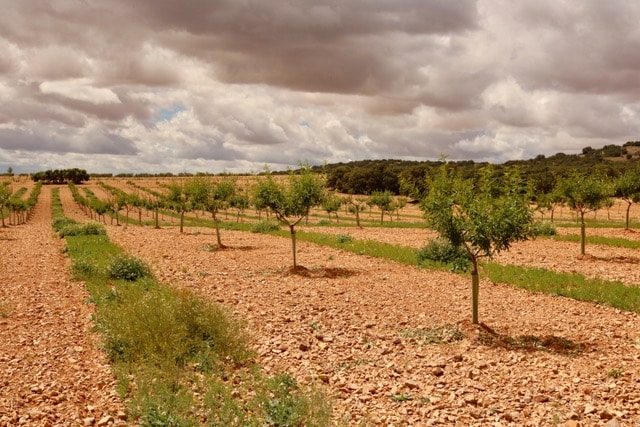 La agricultura sostenible encuentra su éxito: consolidación del cultivo ecológico de almendros y pistachos
