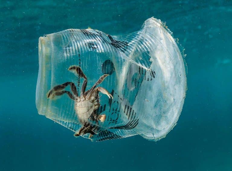 La fauna marina se enfrenta a una grave amenaza: el veneno del plástico