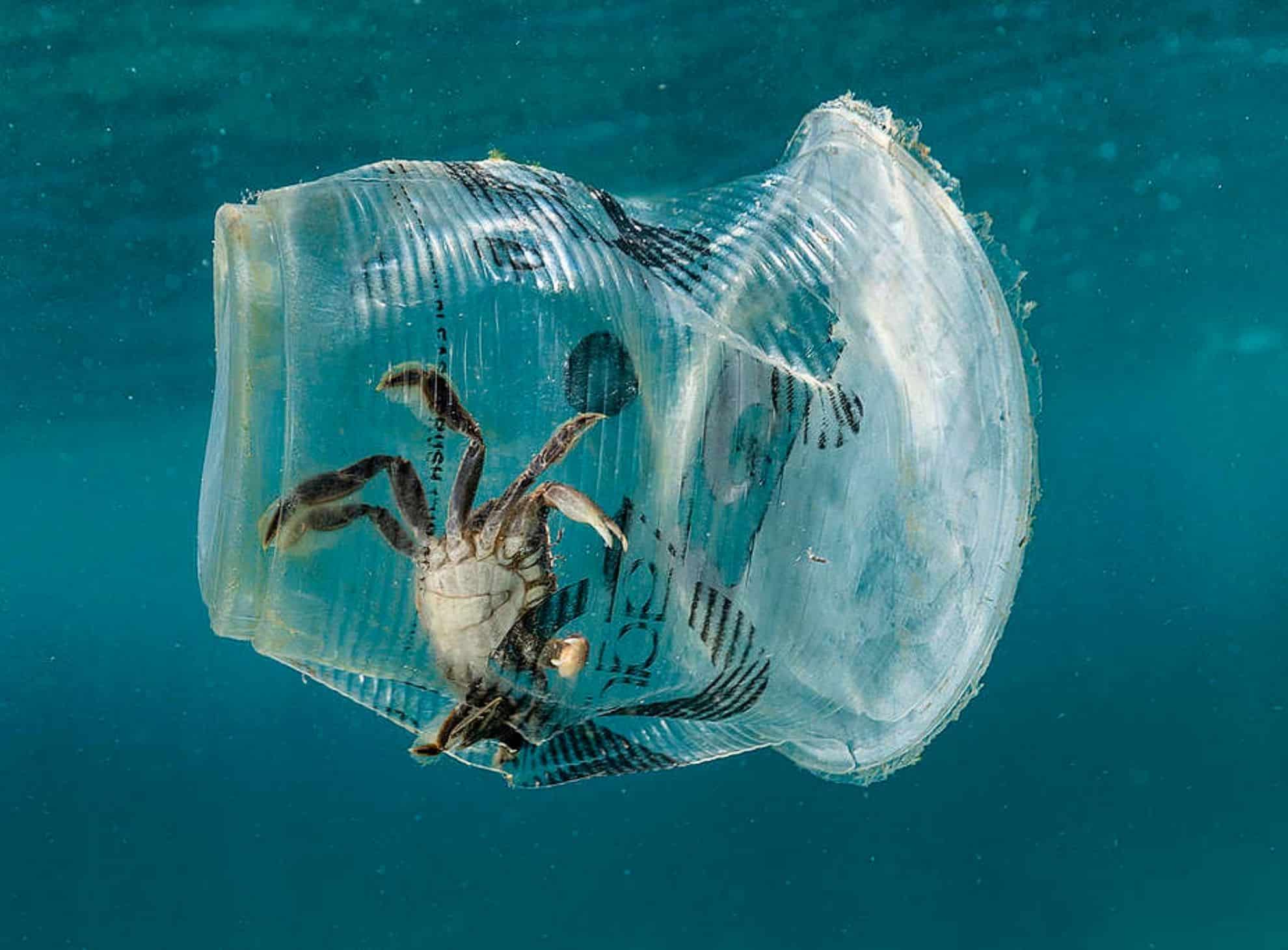 la fauna marina se enfrenta a una grave amenaza el veneno del plastico