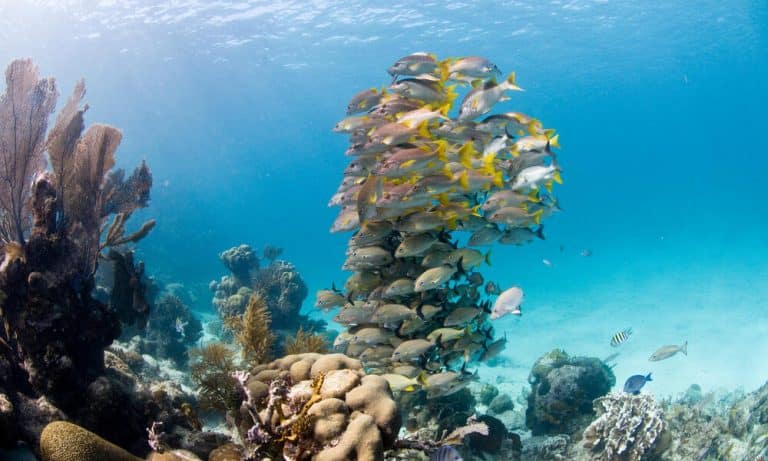 La importancia de cuidar nuestros océanos al aumentar el consumo de pescado: ¡Descubre cómo contribuir a la preservación marina!
