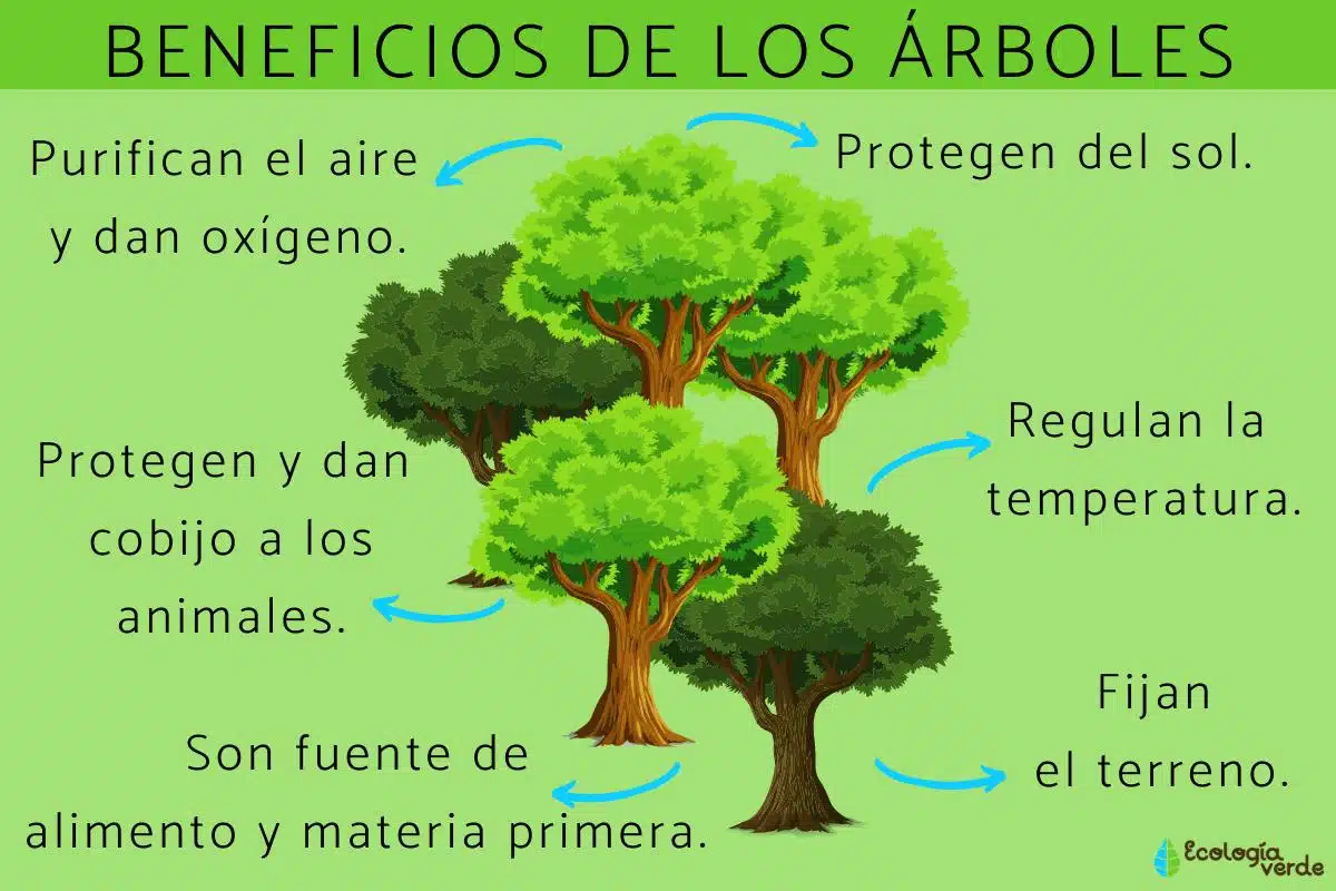 la importancia de los arboles en la vida urbana descubre como estos protagonistas verdes nos benefician