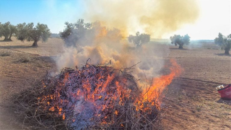 La nueva ley permitirá a los agricultores quemar residuos vegetales: ¿Qué significa esto para la industria agrícola?