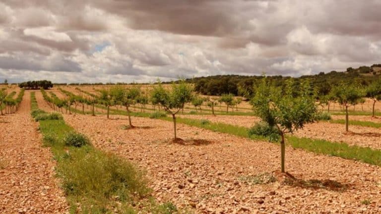 La producción de almendros y pistachos en cultivo ecológico: La tendencia que se consolida