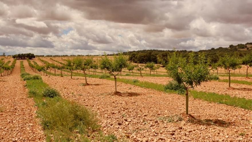 la produccion de almendros y pistachos en cultivo ecologico la tendencia que se consolida