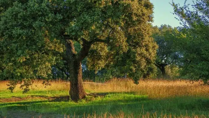 Lecciones de los robles y encinas para afrontar el cambio climático: Descubre cómo estas poderosas especies nos guían en tiempos de transformación