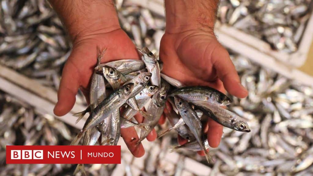 pescado contaminado el impacto de los residuos electronicos enviados a africa