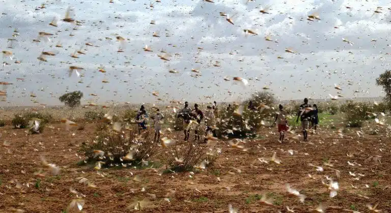 Plaga de langostas: el Norte de Argentina está en peligro y Brasil en alerta