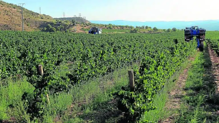 Requisitos de ayudas de la PAC flexibilizados para frutas, hortalizas y vino: ¿Qué necesitas saber?