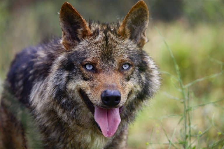 Todo lo que debes saber sobre el lobo ibérico, especie silvestre bajo protección especial