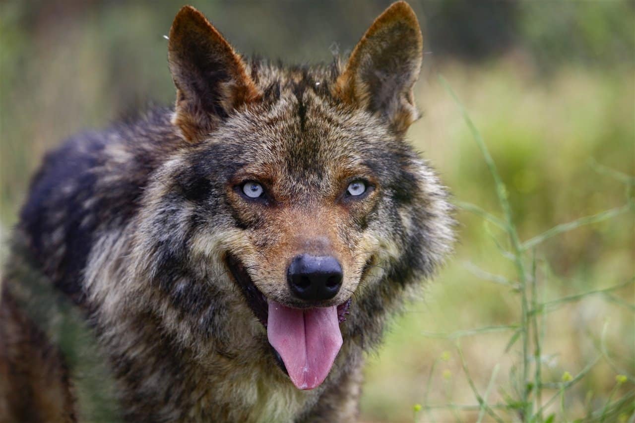 todo lo que debes saber sobre el lobo iberico especie silvestre bajo proteccion especial
